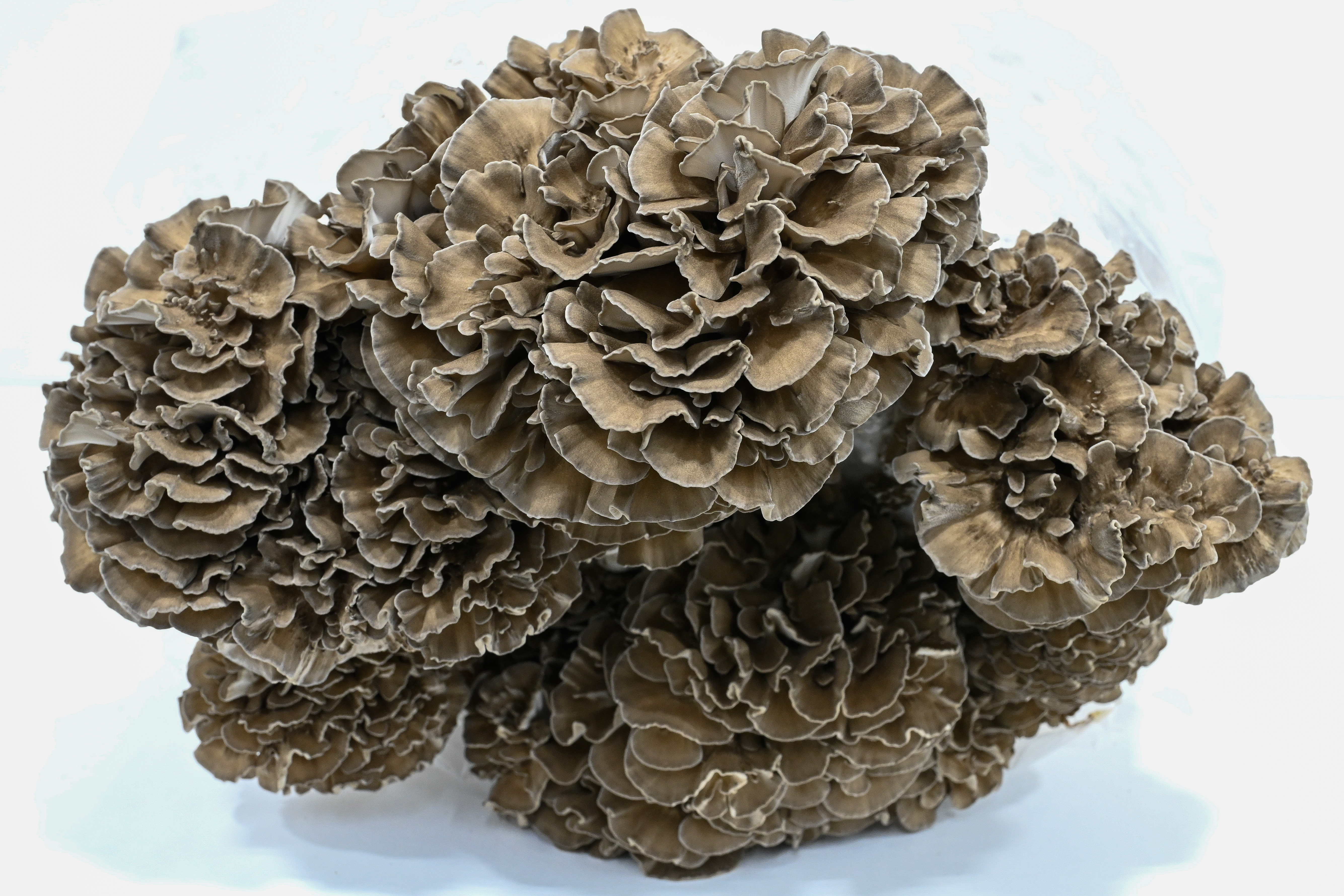 Canadian Maitake Mushrooms / lb